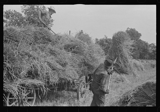Untitled photo, possibly related to: Mechanicsburg (vicinity), Ohio. Harvest hand and helper on the Virgil Thaxton farm