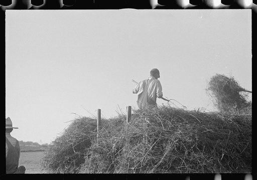 Untitled photo, possibly related to: Mechanicsburg (vicinity), Ohio. Harvest hand and helper on the Virgil Thaxton farm