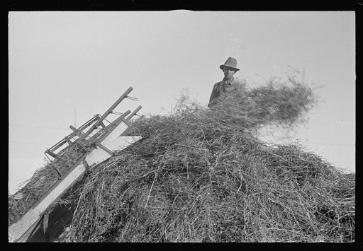 Untitled photo, possibly related to: Mechanicsburg (vicinity), Ohio. Harvest hand and helper on the Virgil Thaxton farm