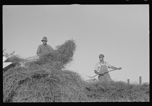 Untitled photo, possibly related to: Mechanicsburg (vicinity), Ohio. Harvest hand and helper on the Virgil Thaxton farm