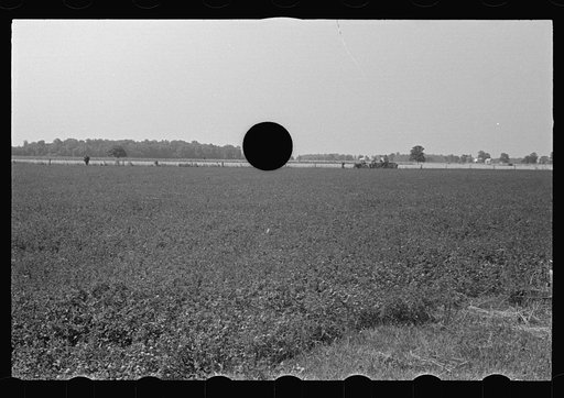 Untitled photo, possibly related to: Field of young corn, central Ohio