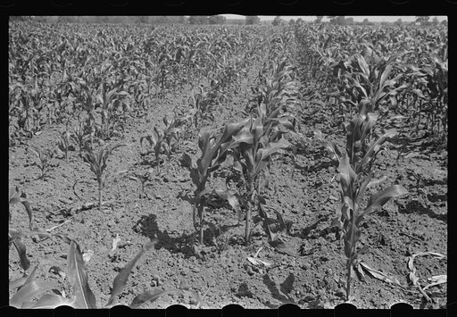 Field of young corn, central Ohio