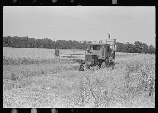 Combing wheat, central Ohio