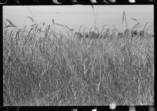 Untitled photo, possibly related to: Combing wheat, central Ohio