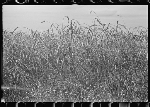 Untitled photo, possibly related to: Combing wheat, central Ohio