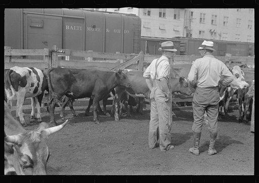 Buyers at Pickaway Livestock Cooperative Association, central Ohio