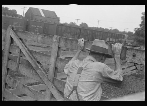Untitled photo, possibly related to: Buyers at Pickaway Livestock Cooperative Association, central Ohio