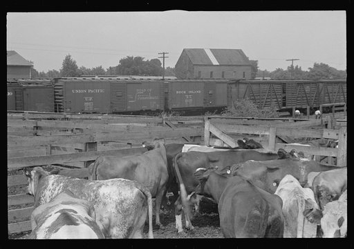 Cattle in pens. Pickaway Livestock Cooperative Association, central Ohio