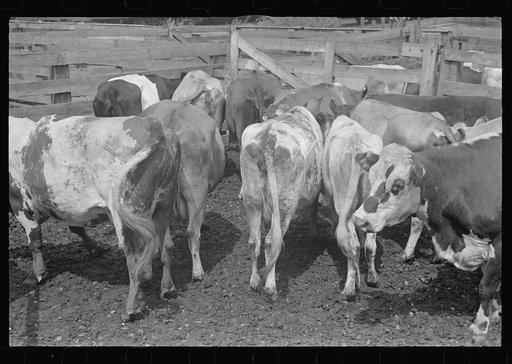 Cattle in pens. Pickaway Livestock Cooperative Association, central Ohio