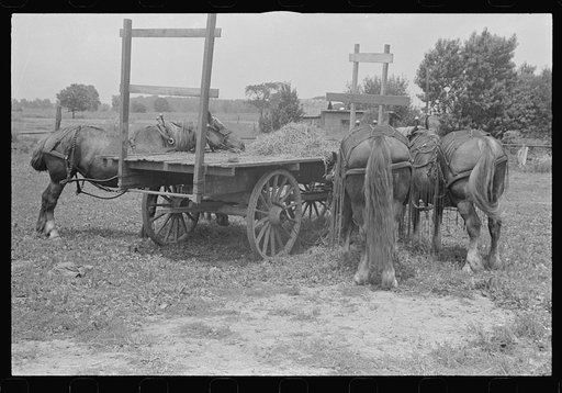Horses on farm during wheat harvest, central Ohio