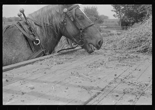 Horse on farm during wheat harvest, central Ohio