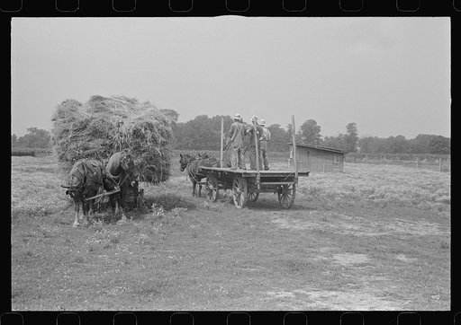 Untitled photo, possibly related to: Horses on farm during wheat harvest, central Ohio