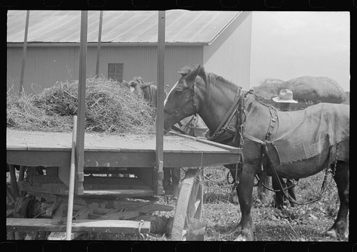 Scene in barnyard during wheat harvest, central Ohio