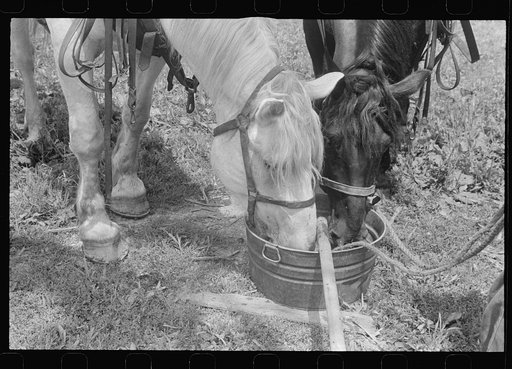Watering horses, central Ohio