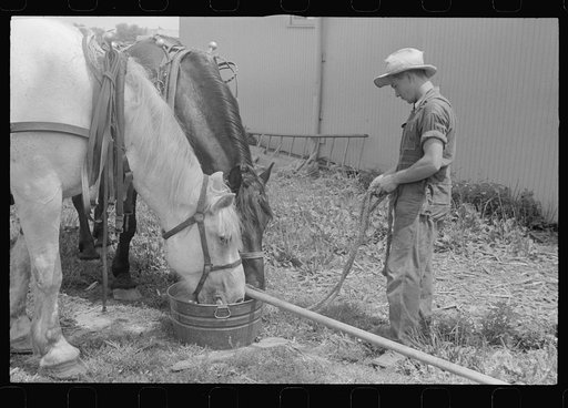 Watering horses, wheat harvest time, central Ohio