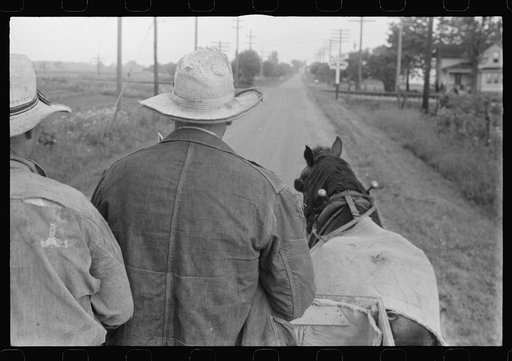 Farmer hauling wheat to elevator, central Ohio