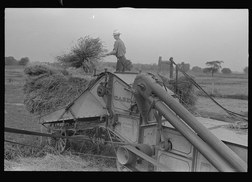 Wheat harvest; in the field feeding the thresher, central Ohio (see general caption)