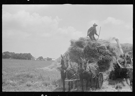 Untitled photo, possibly related to: Wheat harvest. In the field, the chaff and the straw. central Ohio.  (see general caption)