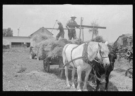 Untitled photo, possibly related to: Wheat harvest. In the field, the chaff and the straw. central Ohio.  (see general caption)
