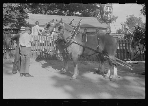 Untitled photo, possibly related to: Dairy show horses at county fair, central Ohio
