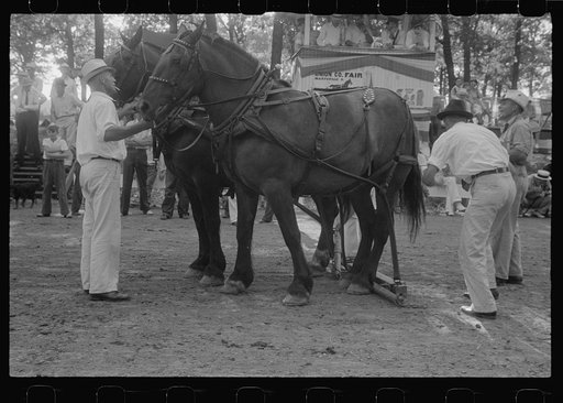 Livestock display, county fair, Ohio