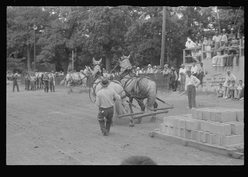 Livestock display, county fair, central Ohio