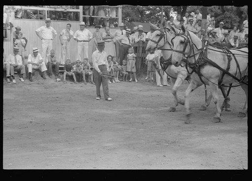Untitled photo, possibly related to: Livestock display, county fair, central Ohio