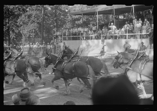 Untitled photo, possibly related to: Dairy show horses at county fair, central Ohio
