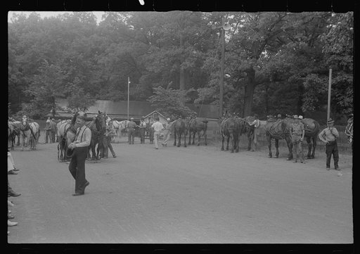 Livestock display, county fair, central Ohio