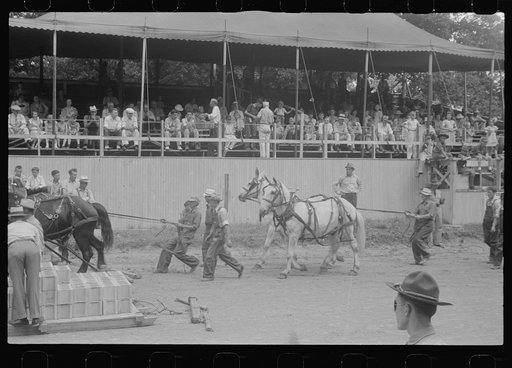 Livestock display, Champaign County Fair, Ohio