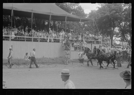 Untitled photo, possibly related to: Livestock display, Champaign County Fair, Ohio