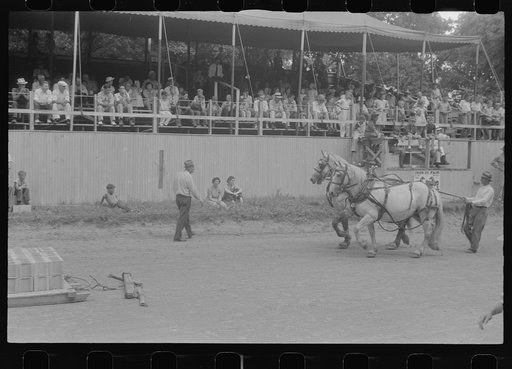 Untitled photo, possibly related to: Livestock display, Champaign County Fair, Ohio