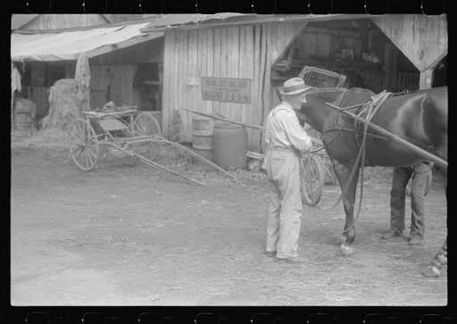 Untitled photo, possibly related to: Harnessing horse at county fair in central Ohio
