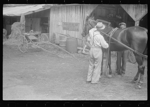 Harnessing horse at county fair in central Ohio