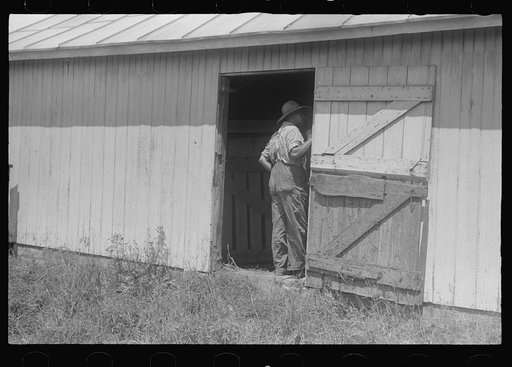 Sizing up hay in hayloft, public auction, central Ohio