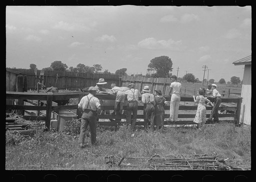 Untitled photo, possibly related to: Farmers at public auction, central Ohio