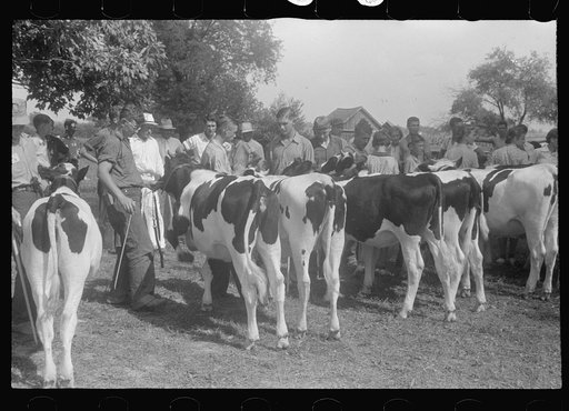 Untitled photo, possibly related to: At the county fair, central Ohio