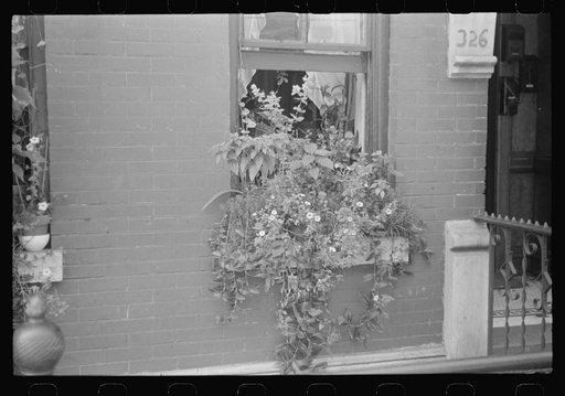 New York, New York. 61st Street between 1st and 3rd Avenues. Flowers in a window