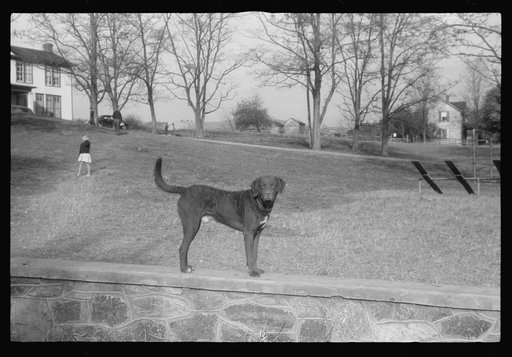 Untitled photo, possibly related to: Scenes of the northern Shenandoah Valley, including the Resettlement Administration's Shenandoah Homesteads