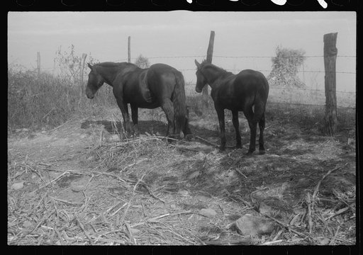 Scenes of the northern Shenandoah Valley, including the Resettlement Administration's Shenandoah Homesteads