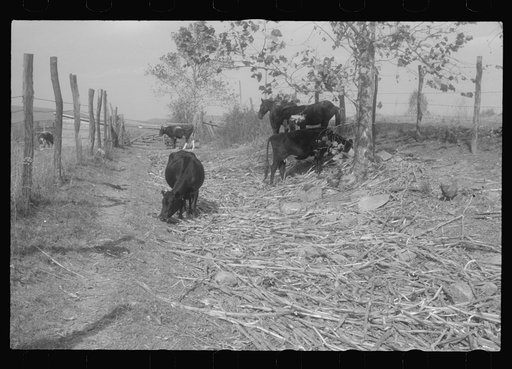 Scenes of the northern Shenandoah Valley, including the Resettlement Administration's Shenandoah Homesteads