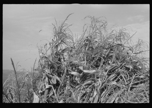 Scenes of the northern Shenandoah Valley, including the Resettlement Administration's Shenandoah Homesteads