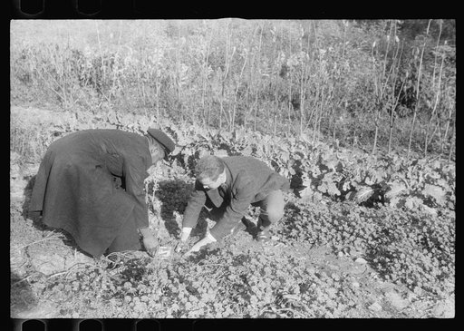 Scenes of the northern Shenandoah Valley, including the Resettlement Administration's Shenandoah Homesteads