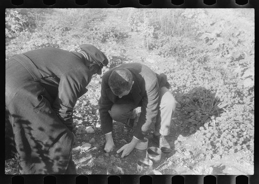 Scenes of the northern Shenandoah Valley, including the Resettlement Administration's Shenandoah Homesteads