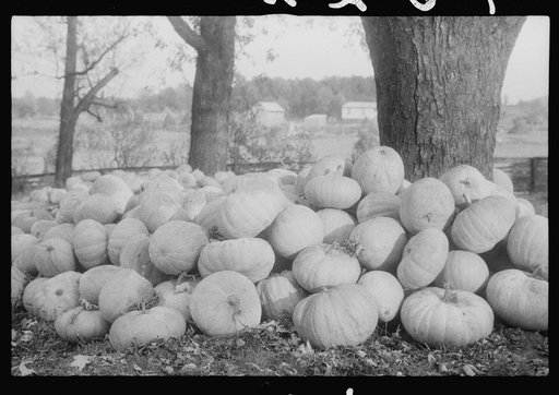 Scenes of the northern Shenandoah Valley, including the Resettlement Administration's Shenandoah Homesteads