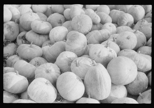 Scenes of the northern Shenandoah Valley, including the Resettlement Administration's Shenandoah Homesteads