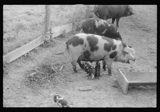 Scenes of the northern Shenandoah Valley, including the Resettlement Administration's Shenandoah Homesteads