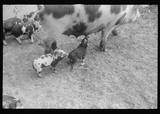 Scenes of the northern Shenandoah Valley, including the Resettlement Administration's Shenandoah Homesteads