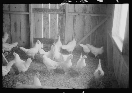 Scenes of the northern Shenandoah Valley, including the Resettlement Administration's Shenandoah Homesteads