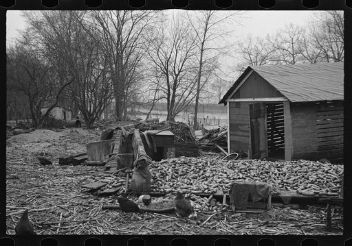 Destruction caused by disease-infected waters of the Connecticut River. The owner has received a grant. Near Hatfield, Massachusetts